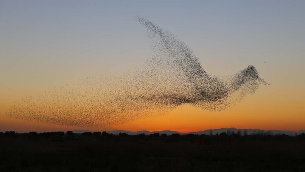 Copyright: © Daniel Biber, Germany, Shortlist, Professional, Natural World & Wildlife (2018 Professional competition), 2018 Sony World Photography Awards